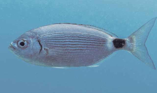 Lo strano caso dei pesci che mordono i bagnanti: quali specie sono, che cosa cercano e perché lo fanno